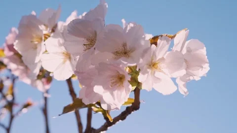 Close up of spring pink cherry blossoming flowers or sakura against blue sky on Stock Footage 270795875