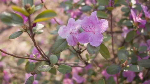 Close-up of spring purple flowers Video stock 80746776
