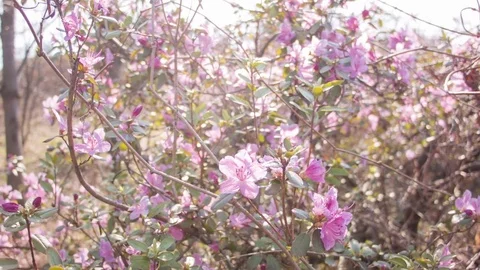 Close-up of spring purple flowers Vídeos de archivo 80746825