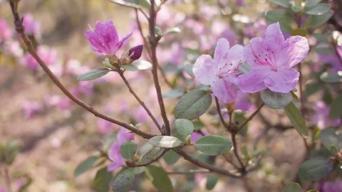 Close-up of spring purple flowers Video stock 80747151