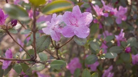 Close-up of spring purple flowers Video stock 80747163
