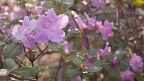 Close-up of spring purple flowers Video stock 80747225