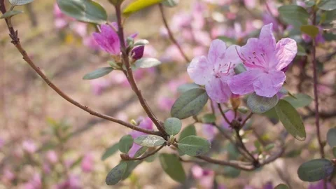 Close-up of spring purple flowers 動画素材 80747534