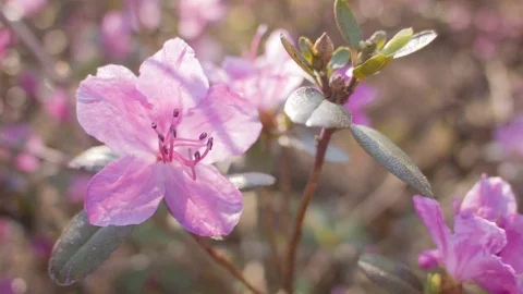 Close-up of spring purple flowers Vídeos de archivo 80747542