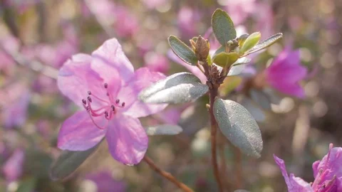Close-up of spring purple flowers Vídeos de archivo 80747612