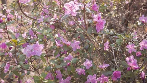 Close-up of spring purple flowers Stock-Footage 80747978