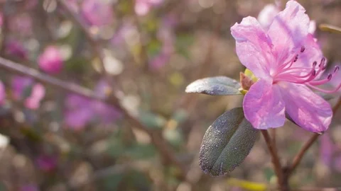 Close-up of spring purple flowers Vídeos de archivo 80748060