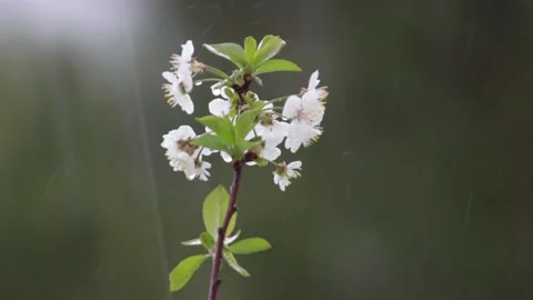 Close-Up of Spring Rain Falling on Blossom Tree Branch Stock Footage 239445554