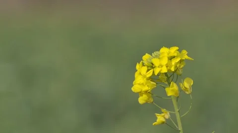 Close-up of spring rape flowers Video stock 170185300