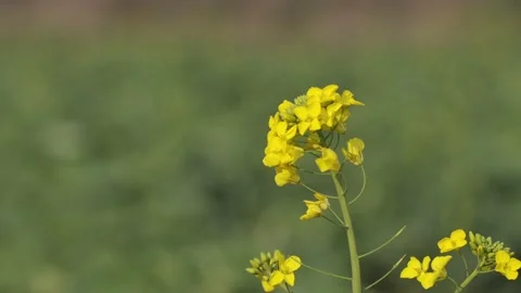 Close-up of spring rape flowers Stock Footage 170185331
