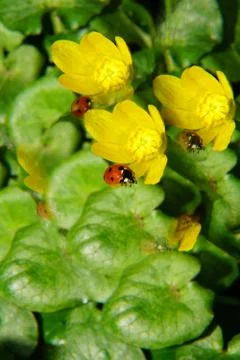 Close-up of spring red ladybug on inflorescence of buttercup Stockfoto's