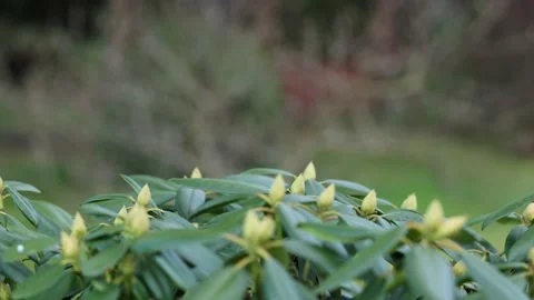 Close-up of spring rhododendron buds in the garden. Stock Footage 239015814