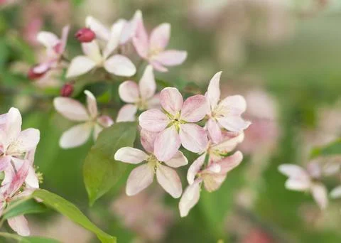 Close up of Spring Sakura Cherry Blossom 4 Stock Photos