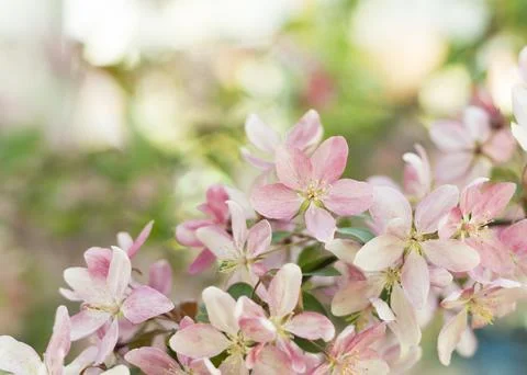 Close up of Spring Sakura Cherry Blossom 6 Stock Photos