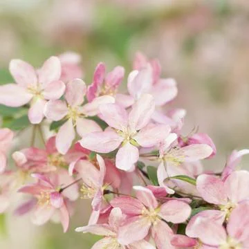 Close up of Spring Sakura Cherry Blossom Stock Photos