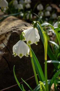 Close-Up of Spring Snowflake Flowers in Sunlight Stock Photos