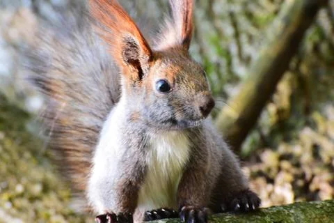 Close-up of spring squirrel Sciurus vulgaris on tree branch Stock Photos