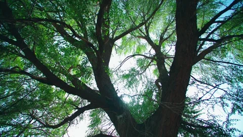 Close-up of spring sunlight shining through a large tree 스톡 동영상 257185402