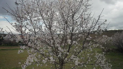 Close-up spring tree with white flowers at background of landscape outdoors Stock Footage 244709078