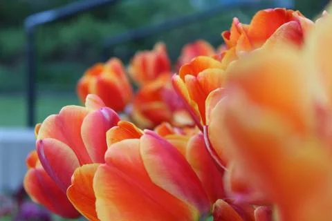 Close of a spring tulips in beautiful fall colors Stock Photos