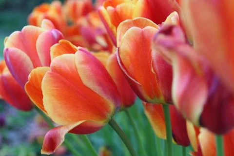 Close of a spring tulips Stock Photos
