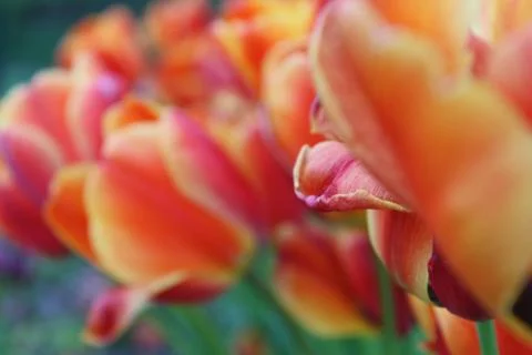Close of a spring tulips. Stock Photos