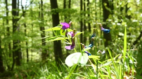 Close-up of spring vetch (Lathyrus vernus) 스톡 동영상 263143346