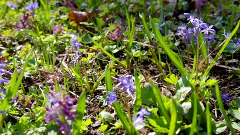 Close-up spring video of a flower meadow Stock Footage 176743812