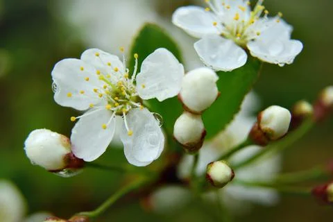 Close up spring view with cherry blossoms selective focus. Raindrops on cherr Stock Photos
