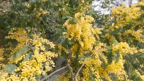 Close up of spring wattle bloom, 4K Stock Footage 138619331