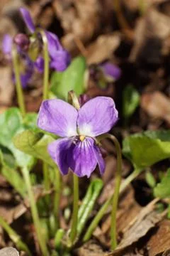 Close-up of spring wild violet Viola canina Fotos Stock