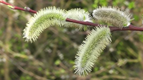 Close up Spring Willow Catkins Blowing in wind Stock-Footage 50337617