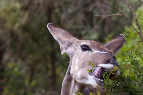 Close up of springbok eating Stock Photos