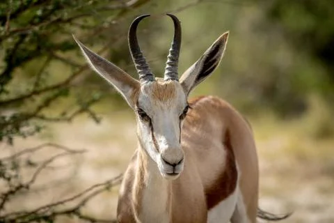 Close up of a Springbok in the Kalagadi. Stock Photos