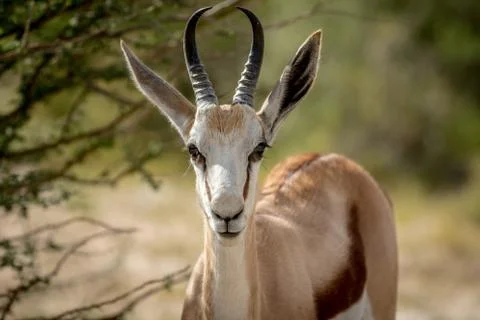 Close up of a Springbok in the Kalagadi. Stock Photos