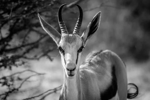 Close up of a Springbok in the Kalagadi. Stock Photos
