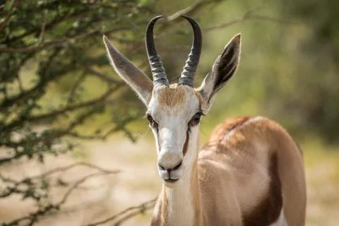 Close up of a Springbok in the Kalagadi. Stock Photos