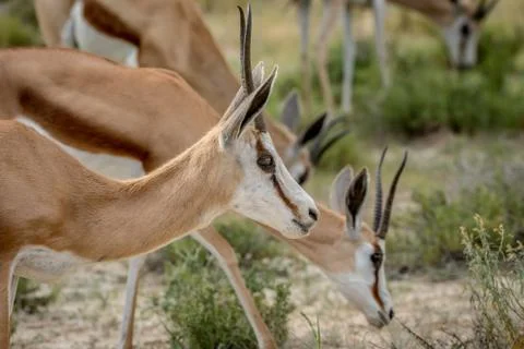 Close up of a Springbok in the Kalagadi. Stock Photos