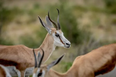 Close up of a Springbok in the Kalagadi. Stock Photos