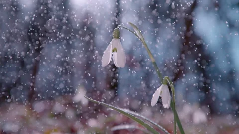 CLOSE UP: Sprintgtime rainy mist falls upon a tiny fragile white snowbell flower Stock Footage 267772087