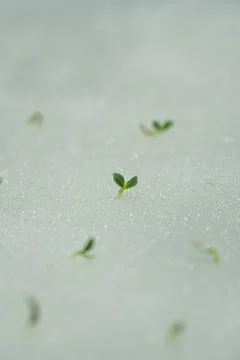 Close-up sprout of vegetables Fotos Stock
