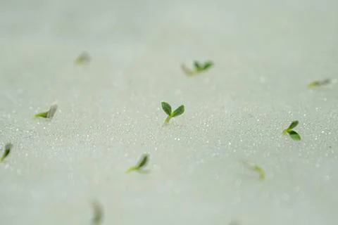Close-up sprout of vegetables Fotos Stock