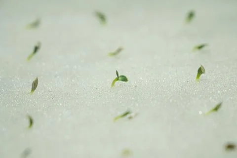 Close-up sprout of vegetables Fotos Stock