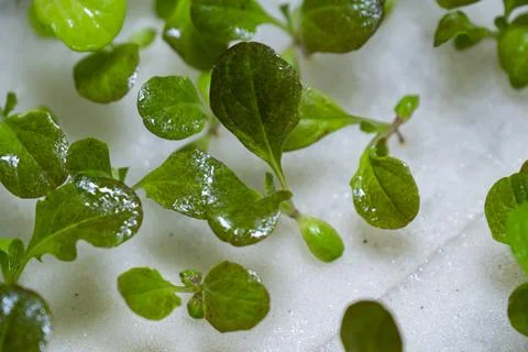 Close-up sprout of vegetables 스톡 사진