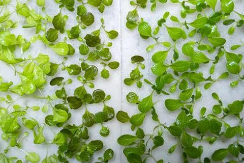 Close-up sprout of vegetables Fotos Stock