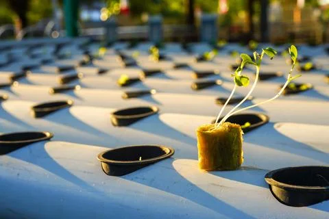 Close-up sprout of vegetables for preparing to be planted with copy space Stock Photos