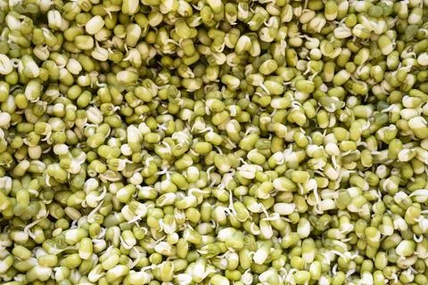 Close up of sprouted mung beans Stockfoto's