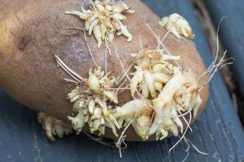Close-up of sprouted potatoes with shoots Foto stock