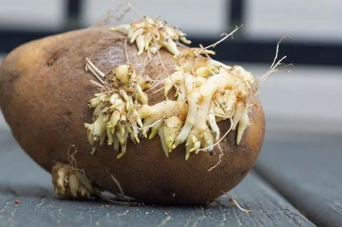 Close-up of sprouted potatoes with shoots Stock Photos