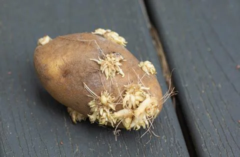 Close-up of sprouted potatoes with shoots Foto stock